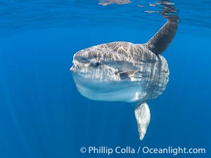 Ocean Sunfish Mola mola Swims in the Open Ocean, near San Diego, Mola mola