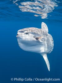 Ocean Sunfish Mola mola Swims in the Open Ocean, near San Diego, Mola mola