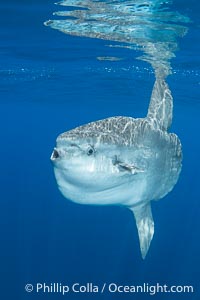 Ocean Sunfish Mola mola Swims in the Open Ocean, near San Diego, Mola mola