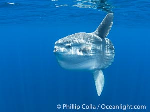 Ocean Sunfish Mola mola Swims in the Open Ocean, near San Diego, Mola mola