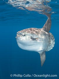 Ocean Sunfish Mola mola Swims in the Open Ocean, near San Diego, Mola mola