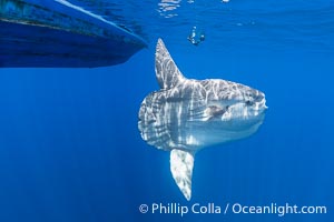 Ocean Sunfish Under a Boat in the Open Ocean near San Diego, Mola mola