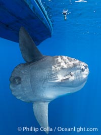 Ocean Sunfish Under a Boat in the Open Ocean near San Diego, Mola mola