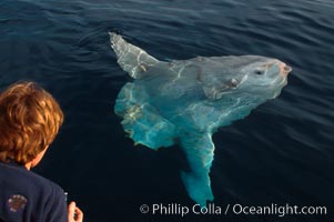 Ocean sunfish (Mola mola) swimming just below the ocean surface, open ocean, San Diego.