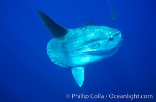 Ocean sunfish, open ocean.