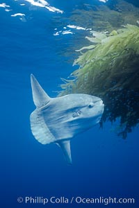 Ocean sunfish recruiting fish near drift kelp to clean parasites, open ocean, Baja California, Mola mola