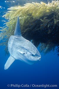 Ocean sunfish recruiting fish to clean it of parasites, near a patch of drifting kelp in the open ocean, Baja California, Mexico.  Mola mola, Macrocystis pyrifera.