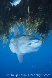 Ocean sunfish recruiting fish near drift kelp to clean parasites, open ocean, Baja California, Mola mola