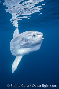 Ocean sunfish, open ocean, Baja California, Mola mola