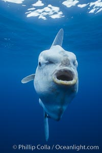 The business end of a mola: a mouth well suited for slurping gelatinous zooplankton, a principal food source for molas. Open ocean, Mola mola.