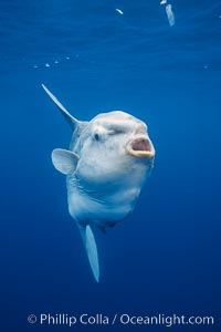 Ocean sunfish, open ocean.