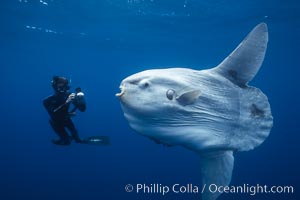 Ocean sunfish (Mola mola) and freediving photographer, open ocean. San Diego, California.