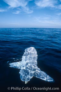 Ocean sunfish sunning/basking at surface in the open ocean, Mola mola, San Diego, California