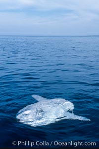 Ocean sunfish, sunning/basking at surface, open ocean, Mola mola, San Diego, California