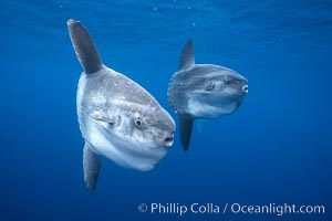 Ocean sunfish schooling, open ocean near San Diego, Mola mola.