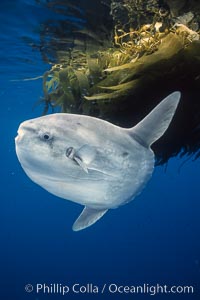 Ocean sunfish (Mola mola) referencing drift kelp, open ocean near San Diego.