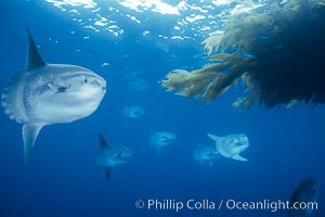 Ocean sunfish schooling, referencing drift kelp, open ocean near San Diego, Mola mola