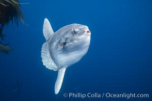 Ocean sunfish hovering near drift kelp paddy, open ocean, San Diego. Mola mola.