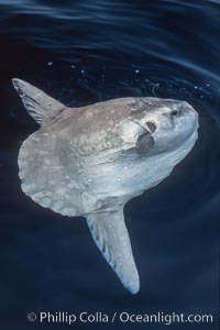 Ocean sunfish basking flat on the ocean surface, open ocean. San Diego, California, USA, Mola mola, natural history stock photograph, photo id 06268