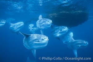 Ocean sunfish schooling near drift kelp, soliciting cleaner fishes to rid them of parasites, open ocean, Baja California, Mola mola.