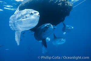 Ocean sunfish schooling near drift kelp, soliciting cleaner fishes, open ocean, Baja California, Mola mola.