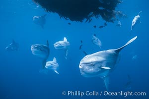 Ocean sunfish schooling near drift kelp, soliciting cleaner fishes, open ocean, Baja California, Mola mola