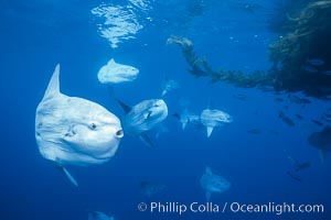 Ocean sunfish schooling near drift kelp, soliciting cleaner fishes, open ocean, Baja California, Mola mola