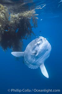 Ocean sunfish near drift kelp, soliciting cleaner fishes, open ocean, Baja California., Mola mola, natural history stock photograph, photo id 06378