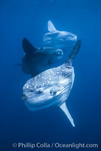 Ocean sunfish schooling near drift kelp, soliciting cleaner fishes, open ocean, Baja California, Mola mola