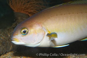 Ocean whitefish, Caulolatilus princeps