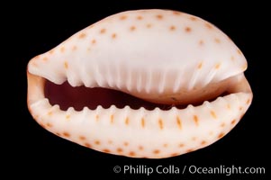 Ocellate Cowrie, Cypraea ocellata