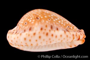 Ocellate Cowrie, Cypraea ocellata