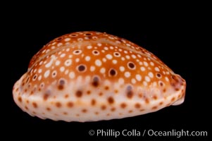 Ocellate Cowrie., Cypraea ocellata, natural history stock photograph, photo id 08061