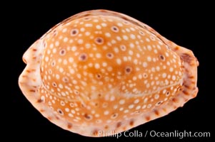 Ocellate Cowrie, Cypraea ocellata