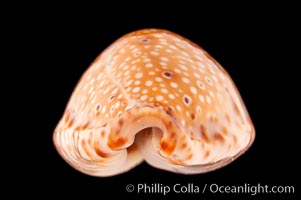 Ocellate Cowrie, Cypraea ocellata