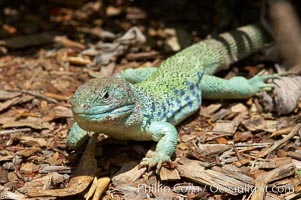 Ocellated lizard, Timon lepidus