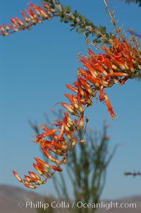 Flower detail on a blooming Ocotillo, springtime, Fouquieria splendens, Joshua Tree National Park, California