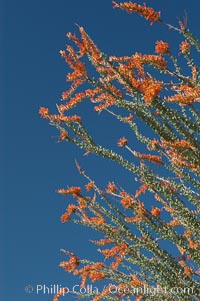 Flower detail on a blooming Ocotillo, springtime, Fouquieria splendens, Joshua Tree National Park, California