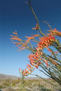 Flower detail on a blooming Ocotillo, springtime, Fouquieria splendens, Joshua Tree National Park, California