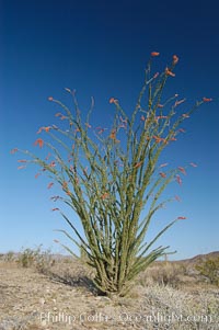 Ocotillo ablaze with springtime flowers. Ocotillo is a dramatic succulent, often confused with cactus, that is common throughout the desert regions of American southwest, Fouquieria splendens, Joshua Tree National Park, California