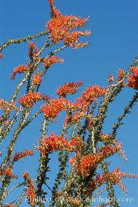 Flower detail on a blooming Ocotillo, springtime, Fouquieria splendens, Joshua Tree National Park, California