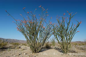 Ocotillo ablaze with springtime flowers. Ocotillo is a dramatic succulent, often confused with cactus, that is common throughout the desert regions of American southwest, Fouquieria splendens, Joshua Tree National Park, California