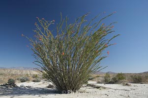 Ocotillo blooms in spring. Anza-Borrego Desert State Park, Borrego Springs, California, USA, Fouquieria splendens, natural history stock photograph, photo id 11549