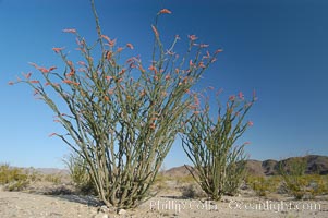 Ocotillo ablaze with springtime flowers. Ocotillo is a dramatic succulent, often confused with cactus, that is common throughout the desert regions of American southwest, Fouquieria splendens, Joshua Tree National Park, California