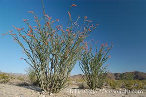 Ocotillo ablaze with springtime flowers. Ocotillo is a dramatic succulent, often confused with cactus, that is common throughout the desert regions of American southwest, Fouquieria splendens, Joshua Tree National Park, California