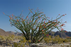 Ocotillo ablaze with springtime flowers. Ocotillo is a dramatic succulent, often confused with cactus, that is common throughout the desert regions of American southwest, Fouquieria splendens, Joshua Tree National Park, California