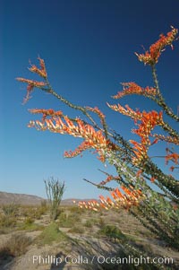 Flower detail on a blooming Ocotillo, springtime, Fouquieria splendens, Joshua Tree National Park, California