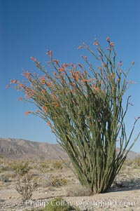 Ocotillo ablaze with springtime flowers. Ocotillo is a dramatic succulent, often confused with cactus, that is common throughout the desert regions of American southwest, Fouquieria splendens, Joshua Tree National Park, California