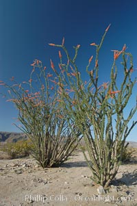 Ocotillo ablaze with springtime flowers. Ocotillo is a dramatic succulent, often confused with cactus, that is common throughout the desert regions of American southwest, Fouquieria splendens, Joshua Tree National Park, California