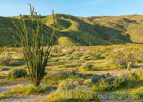 Ocotillo in Anza Borrego Desert State Park, during the 2017 Superbloom, Anza-Borrego Desert State Park, Borrego Springs, California